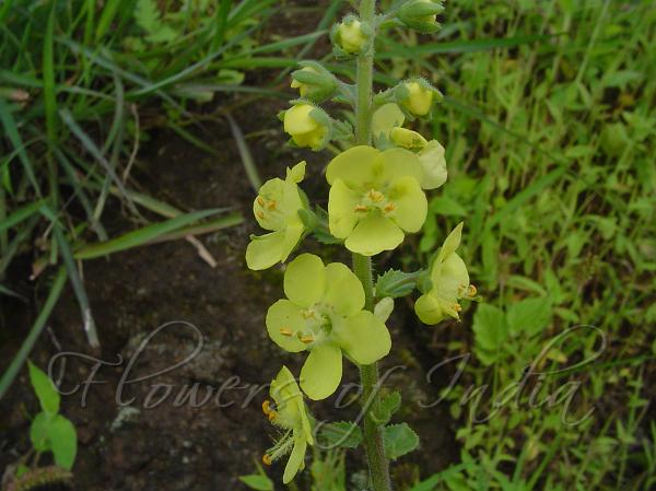 Chinese Mullein